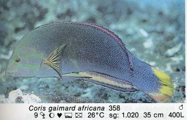 Coris gaimard